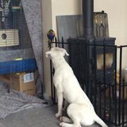 Blanding af racer "Hunden"