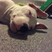 Blanding af racer "Hunden"