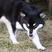 Finsk lapphund Ulla