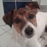 Jack russell terrier Jackson ( Jack )