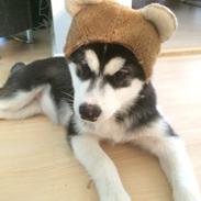 Alaskan malamute Sasha