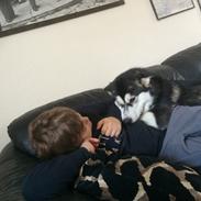 Alaskan malamute Sasha