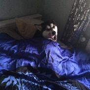 Alaskan malamute Sasha