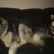 Alaskan malamute Sasha