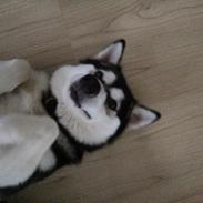 Alaskan malamute Sasha