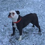 Olde english bulldogge Nala