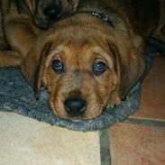 Blanding af racer Kejsa