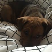 Blanding af racer Kejsa