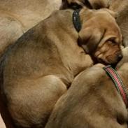 Blanding af racer Kejsa