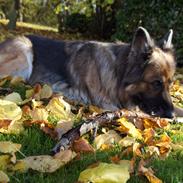 Schæferhund Sila