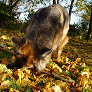 Schæferhund Sila