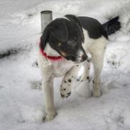 Dansk svensk gaardhund Adell, efter vores børn Adam og Ellen.