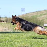 Schæferhund Vestegnen's Ciba
