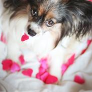 Papillon Flying Fantasies Kasper "Chico" <333