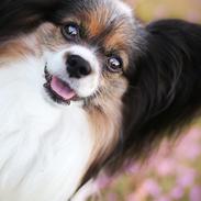 Papillon Flying Fantasies Kasper "Chico" <333
