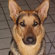 Blanding af racer Darko