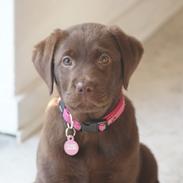 Labrador retriever Maddie