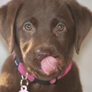 Labrador retriever Maddie