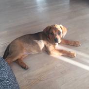 Blanding af racer Kejsa