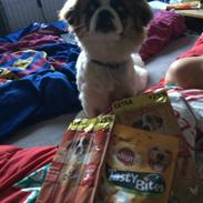 Shih tzu Oliver