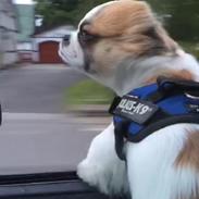 Shih tzu Oliver