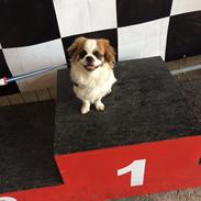 Shih tzu Oliver