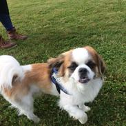 Shih tzu Oliver
