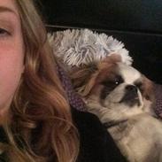 Shih tzu Oliver