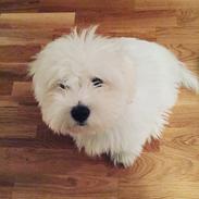 Coton de tulear Newton