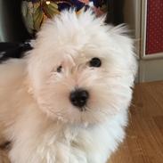 Coton de tulear Newton