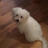 Coton de tulear Newton