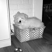 Coton de tulear Newton