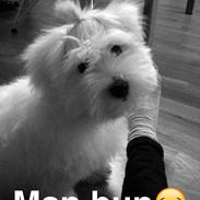 Coton de tulear Newton