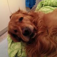 Golden retriever Manse