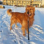 Golden retriever Manse