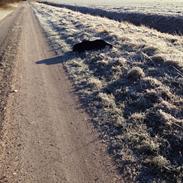 Labrador retriever Charlie