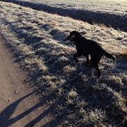 Labrador retriever Charlie