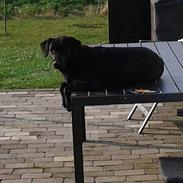 Labrador retriever Mille