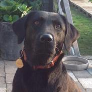 Labrador retriever Mille