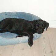 Labrador retriever Mille