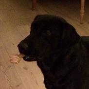 Labrador retriever Mille