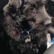 Blanding af racer (Doodle F2) Louis