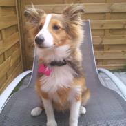 Shetland sheepdog Frida