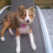 Shetland sheepdog Frida