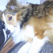 Shetland sheepdog Frida