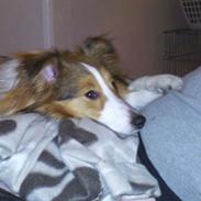 Shetland sheepdog Frida
