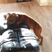 Staffordshire bull terrier Gamecelt Explosion - aka. Buddy