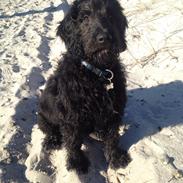 Blanding af racer (Doodle F2) Louis