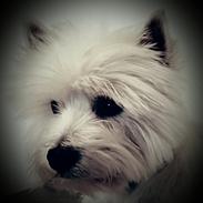 West highland white terrier Dipsy 
