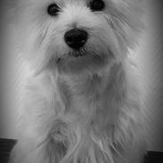West highland white terrier Dipsy 